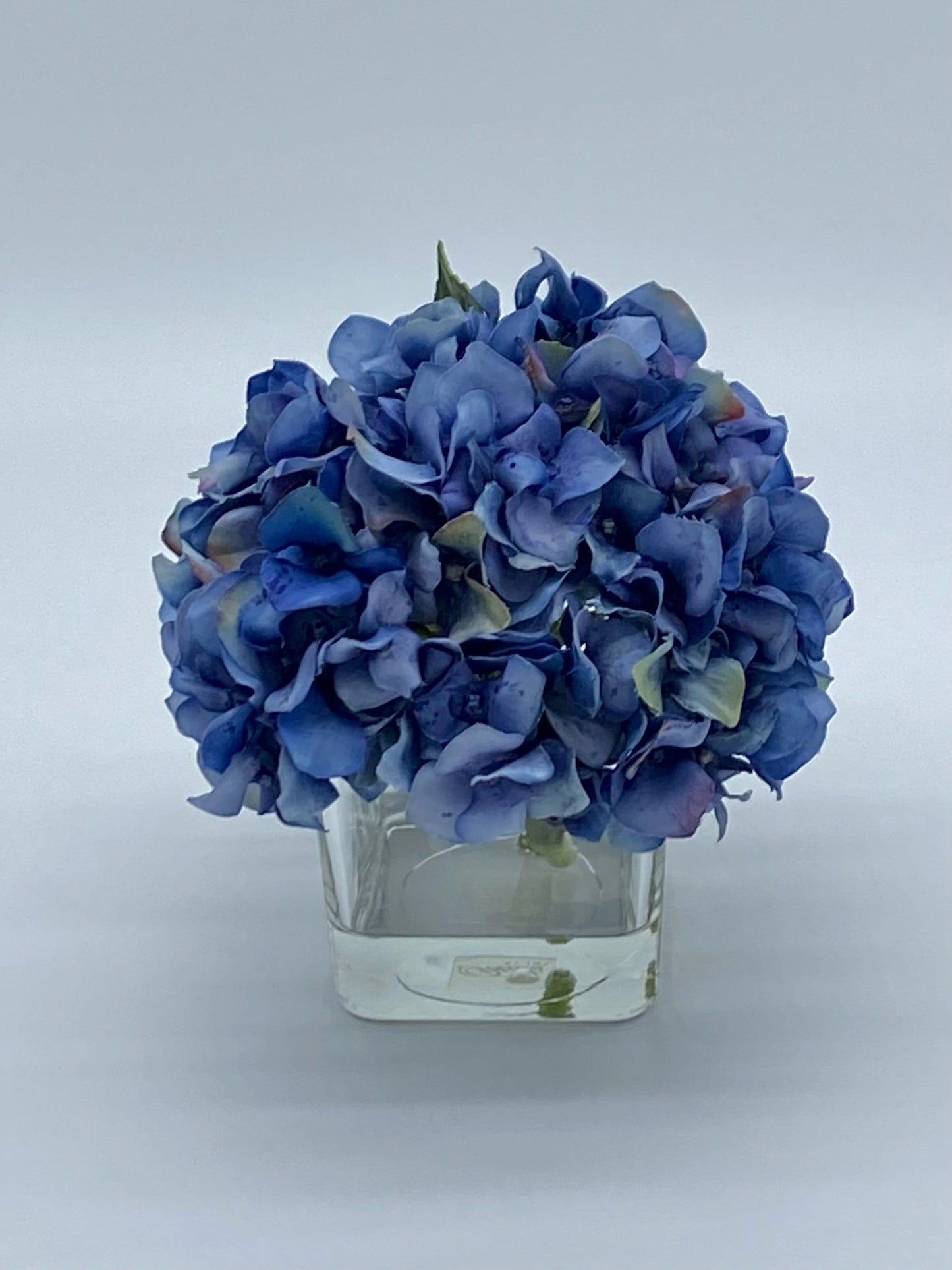 Palm Beach Cane Hydrangea