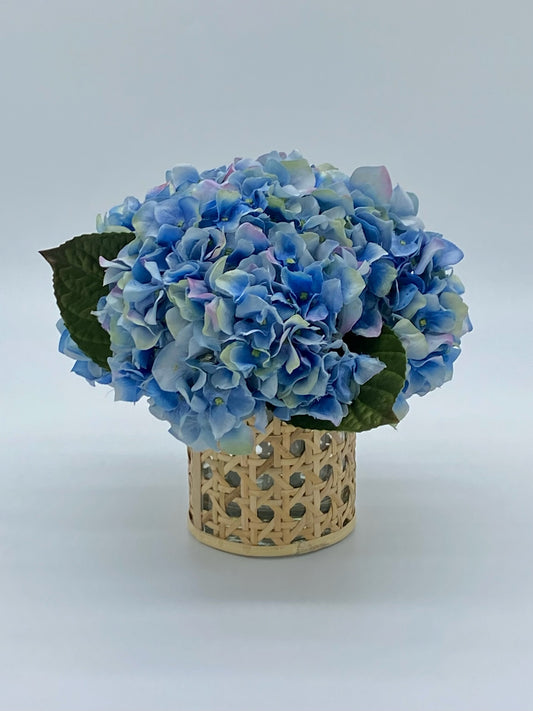 Palm Beach Cane Hydrangea