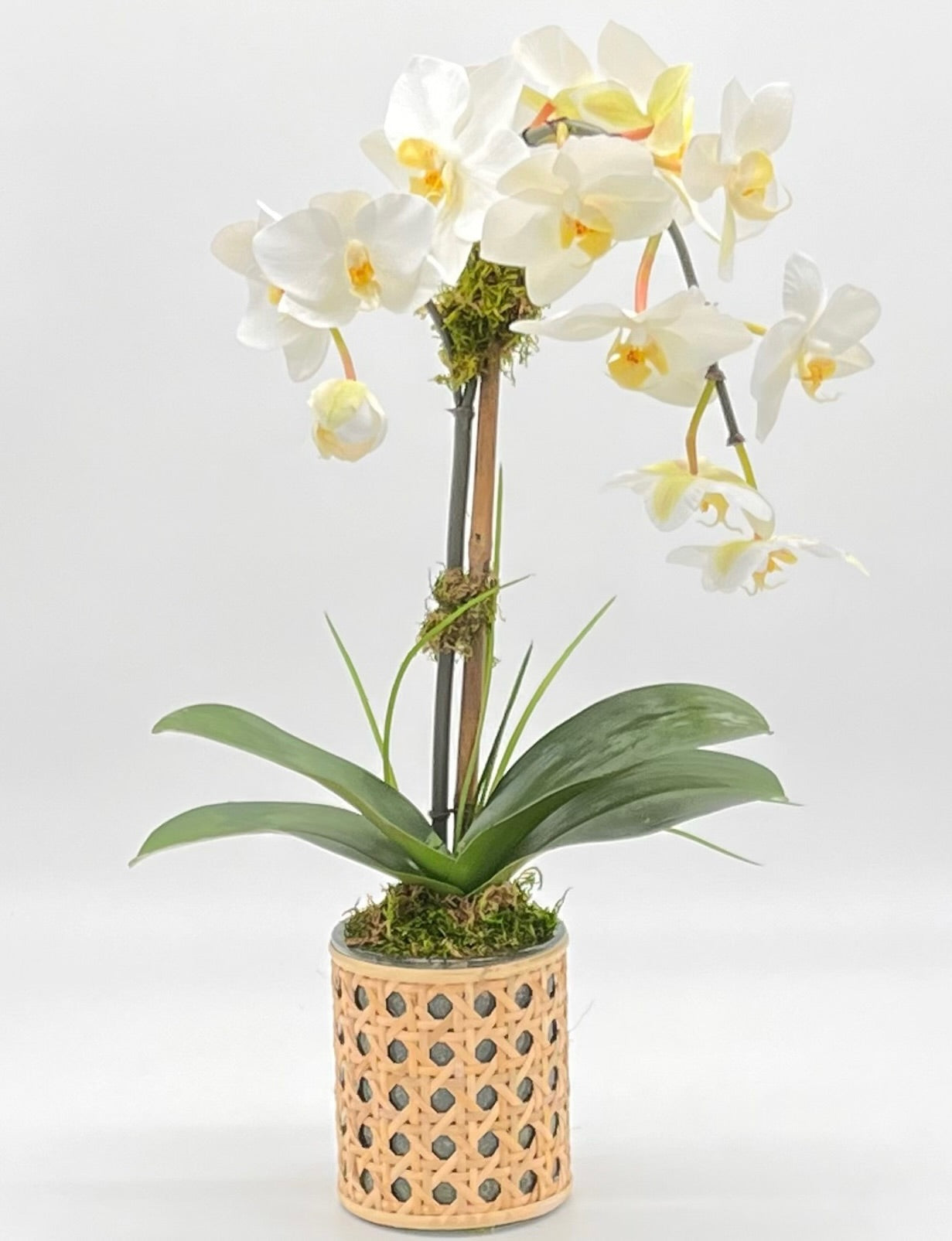 Petite Palm Beach Cane Single Waterfall Orchid White