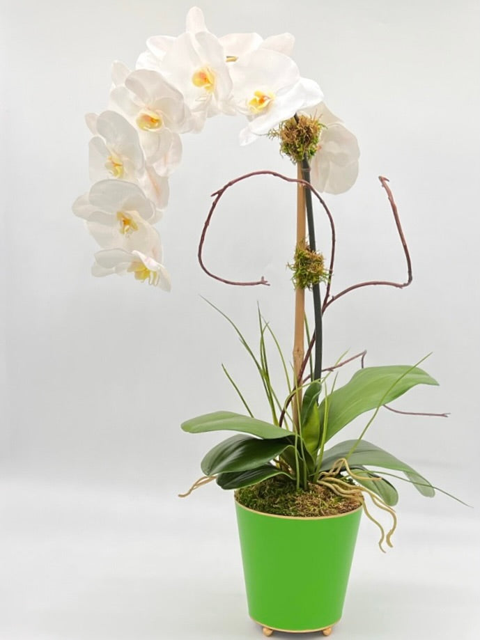 Deluxe Potted Single Waterfall Orchid
