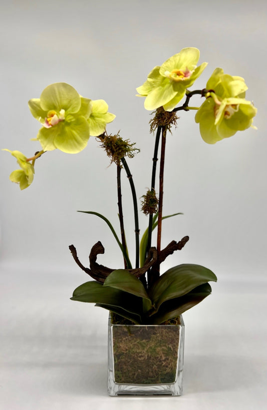 Orchid Bloom x2 in Clear Glass Vase