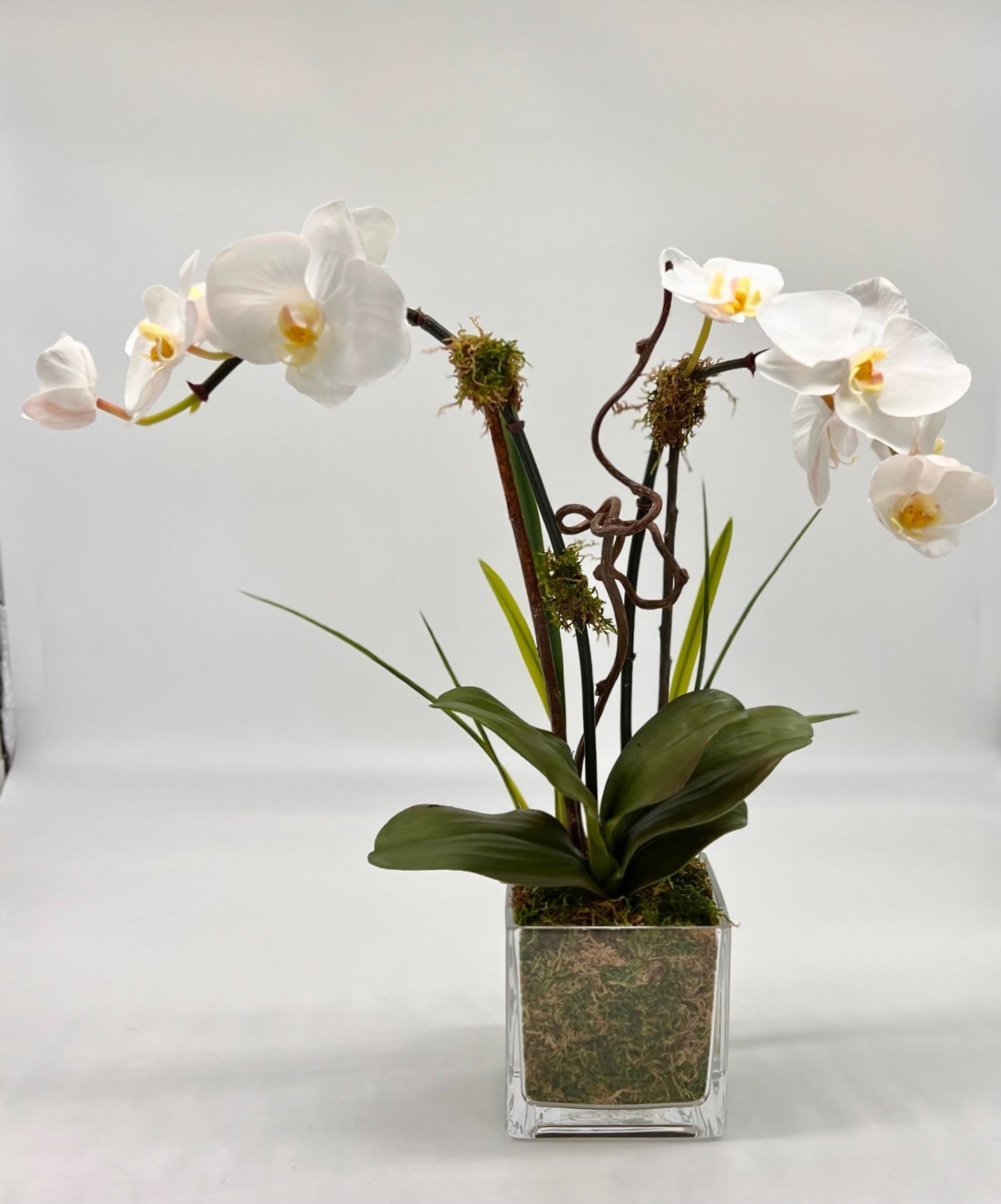 Orchid Bloom x2 in Clear Glass Vase
