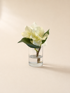 Petite Palm Beach Bougainvillea