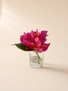 Petite Palm Beach Bougainvillea