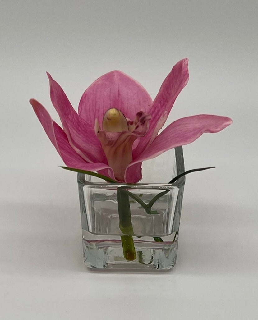 Cymbidium in Square Votive
