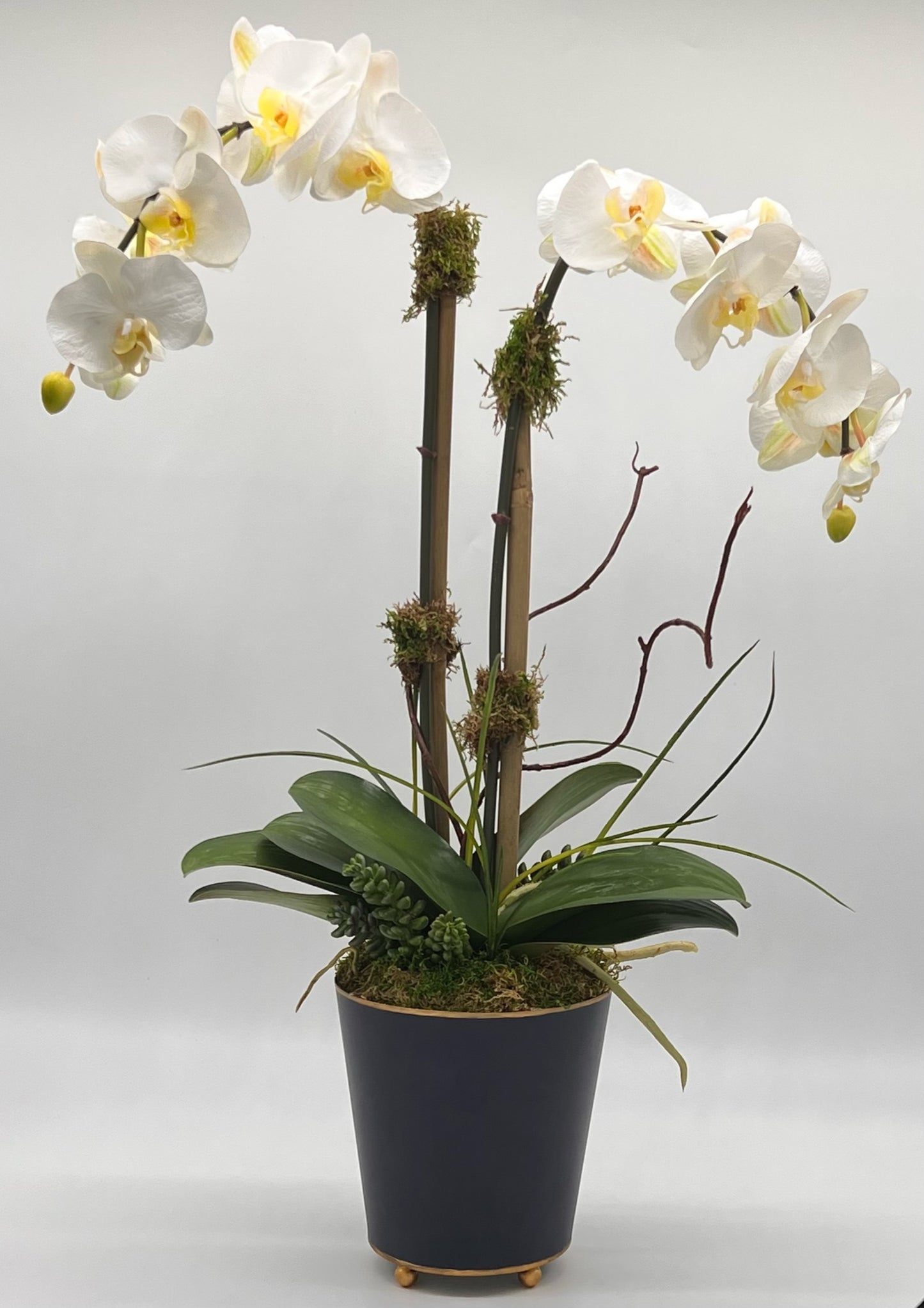 Deluxe Potted Double Waterfall Orchid