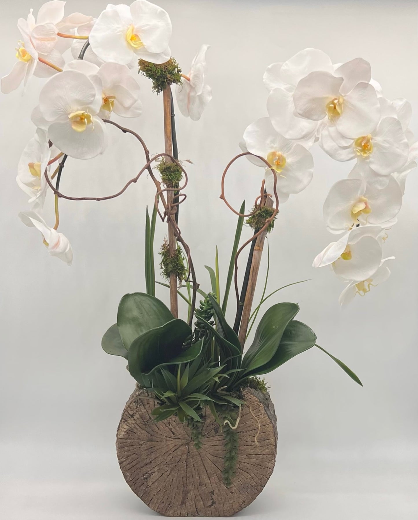 Zen Double Orchid