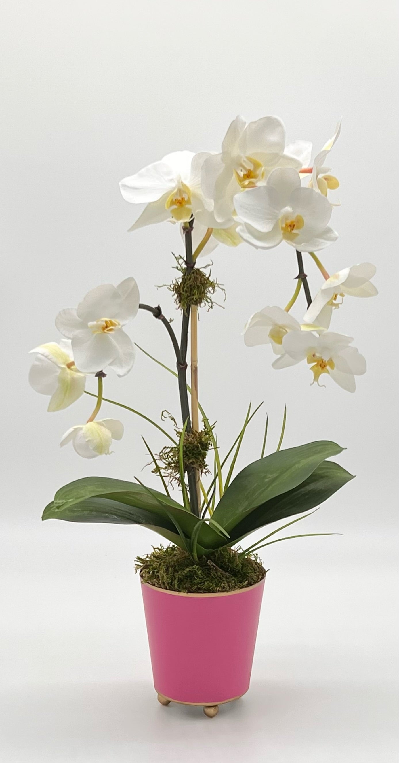 Petite Single Waterfall Orchid in Round Cachepot