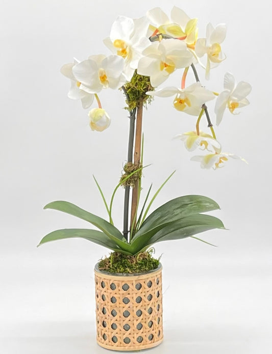 Petite Palm Beach Cane Single Waterfall Orchid White