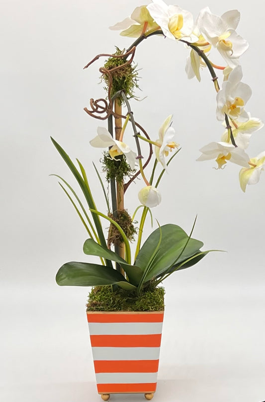 Petite Single Waterfall Orchid in Square Cachepot