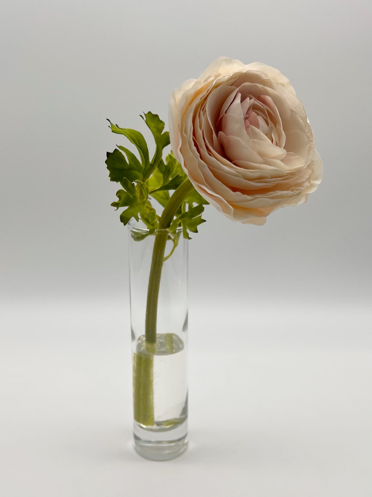 Ranunculus in Flute
