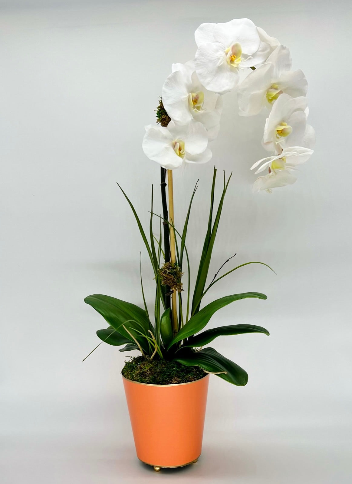 Deluxe Potted Single Waterfall Orchid