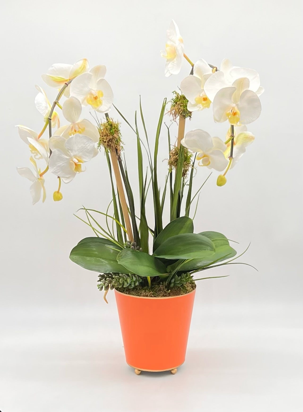 Deluxe Potted Double Waterfall Orchid
