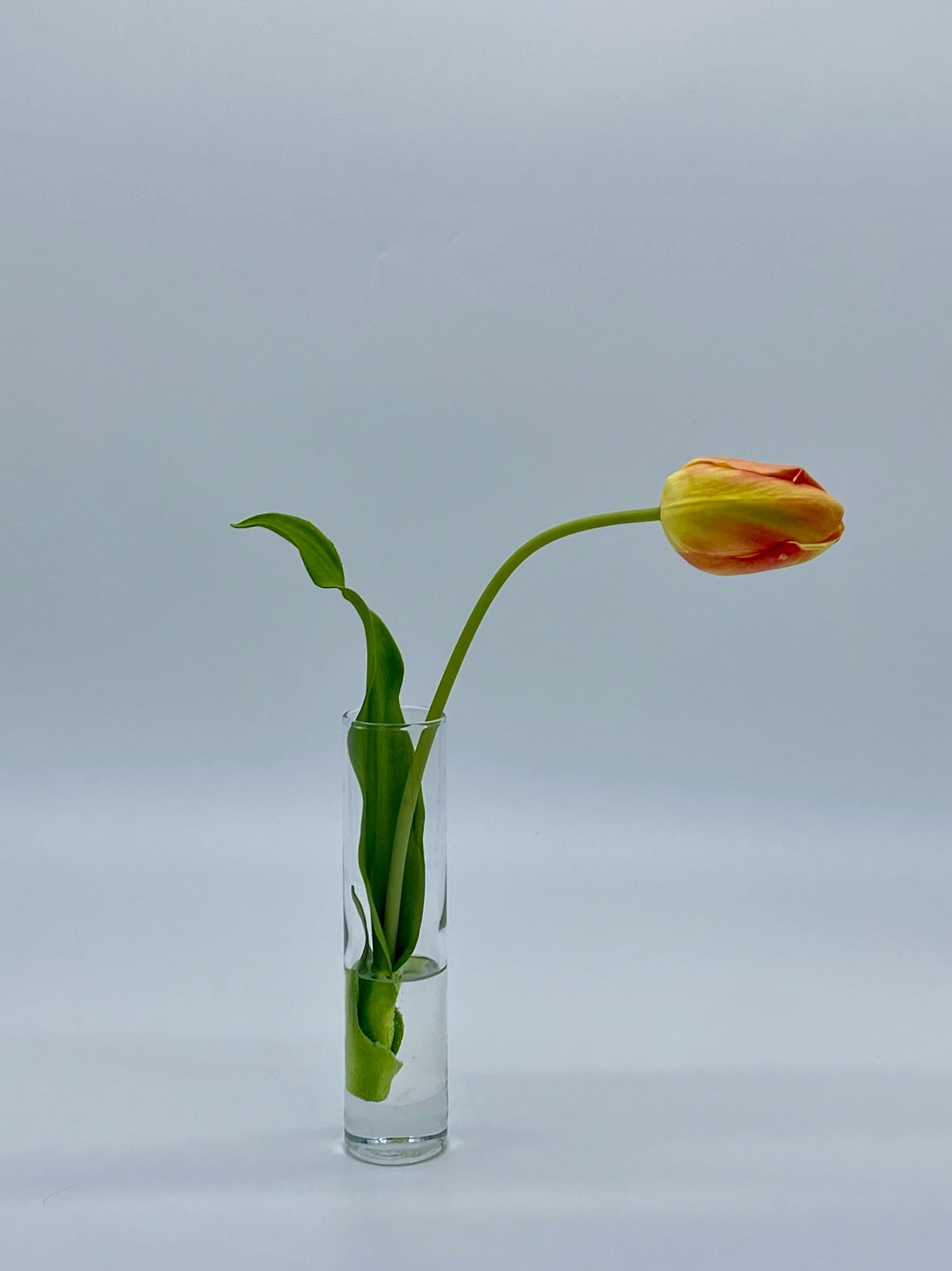 Dutch Tulip Bud Vase