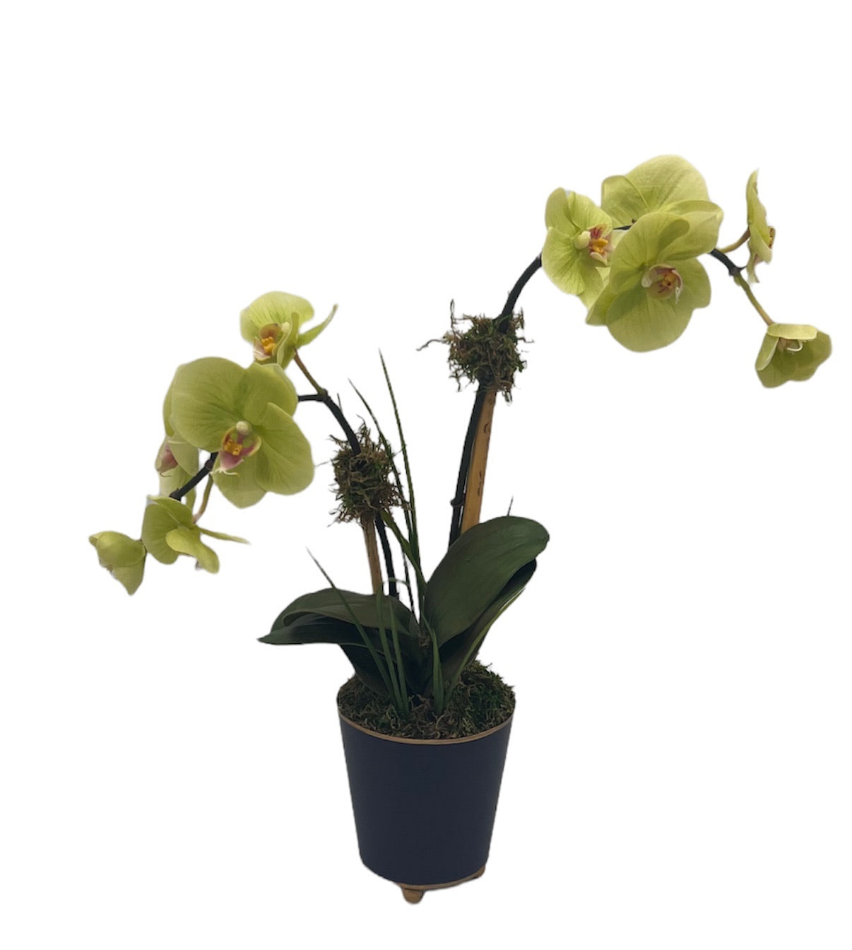 Petite Double Mini Orchid in Tround Cachepot