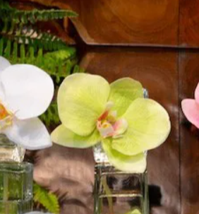 Phalaenopsis in Square Votive