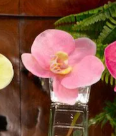 Phalaenopsis in Square Votive